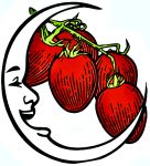 Tomato , BLACK MOON - Oval Plum Cherry (NEW RELEASE)