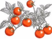 Tomato , Twiggy Orange (Dwarf Patio, Window Box Cherry) New to Us