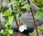 Ugni, molinae 'Bella Berry' (Chilean guava)