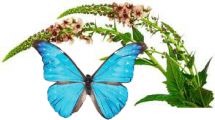 Flowers , Verbascum (Mix) - Butterfly Mullein (For The Butterflies)