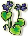 Flowers , Sweet Viola - Wildflower Violet