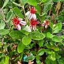 Pineapple Guava, Acca sellowaina (Feijoa)