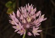 Allium (Edible), Allium rubellum