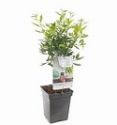 Almond, Nut Me®  (Patio Bush)