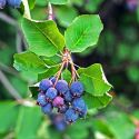 Amelanchier alnifolia, 'Greatberry Farm' (Saskatoon)