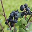 Amelanchier alnifolia, 'Thiessen' (Saskatoon)