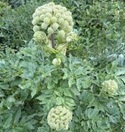 Angelica, Angelica taiwaniana