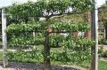 Apple, Espalier 2/3 tier trained, Assorted Varieties FOR COLLECTION OR SPECIAL DELIVERY