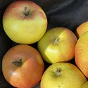 Apple, Flower of Kent (Newton's Apple) - Maiden BARE-ROOT