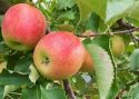 Apple, Jonagold - Patio bush