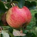 Apple, Laxton's Epicure - Maiden BARE ROOT