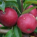 Apple, Tydeman's Michaelmas Red - Maiden (BARE-ROOT)