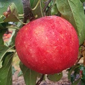 Apple, Scrumptious - Maiden (BARE-ROOT)