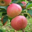 Apple, Somerset Redstreak (Cider) - Maiden