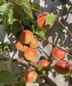 Apricot, Early Moorpark - Bush