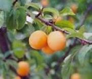 Apricot, Goldcot® - maiden (BARE ROOT)