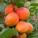 Apricot, Tomcot - maiden
