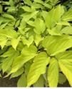 Aralia cordata 'Sun King' , Udo Plant