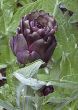 Globe Artichoke, Violetto d' Provence