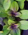 Basil, African Blue
