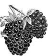 Blackberry, Thornfree