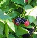 Blackberry, 'Arapaho' Thornless