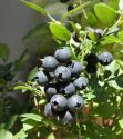 Blueberry, Alvar - Patio bush