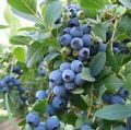 Blueberry, Collection of 3 Bushes