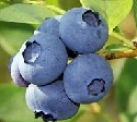 Blueberry, Gold Traube - High Bush