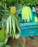 Citrus, Buddha's Hand
