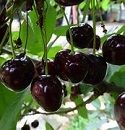 Cherry, Early Rivers  (Dessert) - Maiden BARE-ROOT