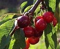 Cherry, Summer Sun (Dessert) - Maiden BARE-ROOT