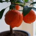Citrus, Red Lime (Rangpur Lime)