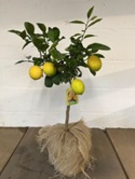 Citrus, Lemon, gift wrapped in hessian