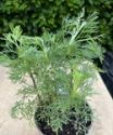 Cola Plant, Artemesia abrotanum