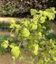 Hazel, Corylus avellana 'Twister'