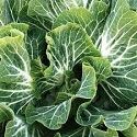 Portuguese Kale/Cabbage, (Perennial) Couve Tronchuda