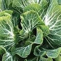 Perennial Portuguese Kale/Cabbage plant, Couve Tronchuda