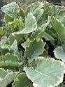 Perennial Kale, Daubenton's Variegated Form