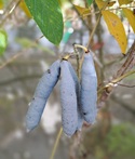 Decaisnea Fargesii, Blue Sausage Tree
