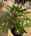 Drimys lanceolata 'Red Spice' (Mountain Pepper)