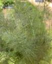 Fennel, Bronze