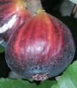 Fig, Violette Dauphine