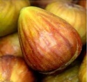 Fig, Madeleine Des Deux Saisons