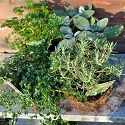 Herb Collection (4 plants)
