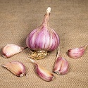 Garlic, Autumn Planting, Caulk Wight (Hardneck)