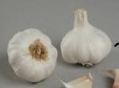 Garlic, Spring Planting, Cristo (Softneck)