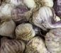 Garlic, Autumn Planting, Germidour (Softneck) Organic