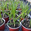 Garlic, Autumn/Winter-planting, Primor (plants)