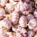 Garlic, Autumn Planting, Rustisem (Softneck) Organic